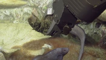 Media type: image;   Invertebrate Zoology 153118 Description: live specimen;